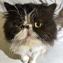 Thumbnail photo of Darwin #2