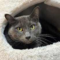 Thumbnail photo of Luna #4