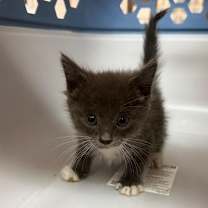 Thumbnail photo of Cat 27256 (Smokey) #4