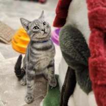 Thumbnail photo of Kitten 27478 (Silver) #2