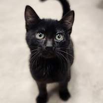 Thumbnail photo of Kitten 27506 (Wednesday) #1