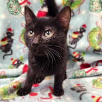 Thumbnail photo of Kitten 27506 (Wednesday) #3