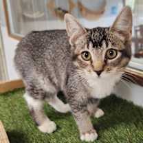 Thumbnail photo of Kitten 27530 (Tinker) #2