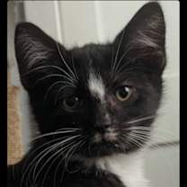 Thumbnail photo of Wheezer #1