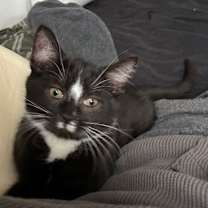 Thumbnail photo of Wheezer #2