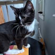 Thumbnail photo of Wheezer #3