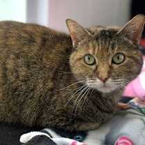 Thumbnail photo of Lady Blue #1