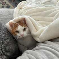 Thumbnail photo of Thor #1