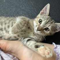 Thumbnail photo of Biscuit #4