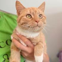 Thumbnail photo of Meowscles #1