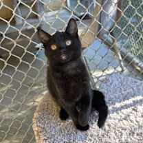 Thumbnail photo of Fizzy #2