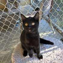 Thumbnail photo of Fizzy #3