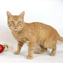 Thumbnail photo of Mr. Bigs #3