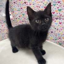 Thumbnail photo of Earthquake #3