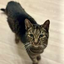 Thumbnail photo of Sheldon (Pook Bear) #1