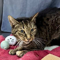 Thumbnail photo of Sheldon (Pook Bear) #2