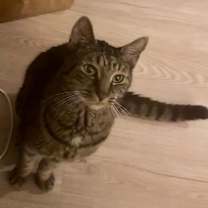 Thumbnail photo of Sheldon (Pook Bear) #3