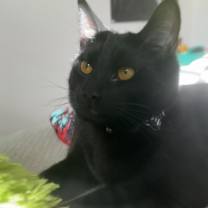 Thumbnail photo of Luciper #1