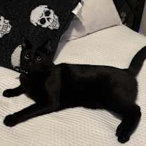 Thumbnail photo of Luciper #2