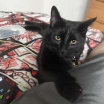 Thumbnail photo of Luciper #3