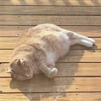 Thumbnail photo of Phantom #4