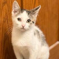 Thumbnail photo of Hartman #1