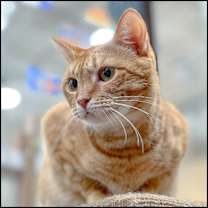 Thumbnail photo of Juta  #1