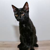 Thumbnail photo of Albert #2