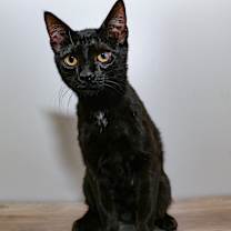 Thumbnail photo of Albert #3