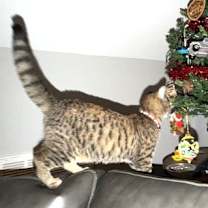 Thumbnail photo of KITTEN CANVAS #3