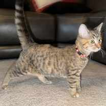 Thumbnail photo of KITTEN CANVAS #4