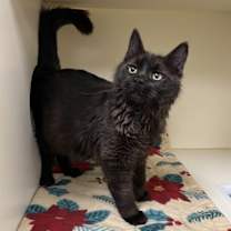 Thumbnail photo of Danny - Bonded W/ Annie #2