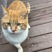 Thumbnail photo of Sherbert #3