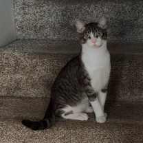 Thumbnail photo of Stitch #4