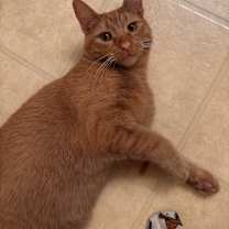 Thumbnail photo of sumo #1