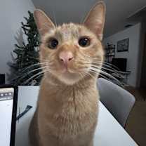 Thumbnail photo of sumo #2