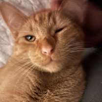 Thumbnail photo of sumo #3