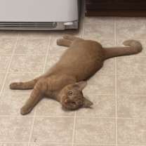 Thumbnail photo of sumo #4