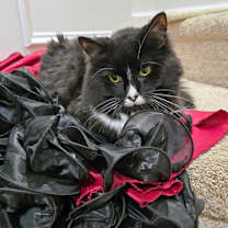 Thumbnail photo of Mocha (in foster) #1