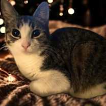 Thumbnail photo of Tagalong #1