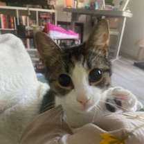 Thumbnail photo of Tagalong #2