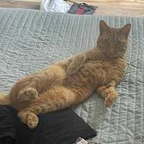 Thumbnail photo of Pumpkin #2