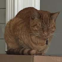 Thumbnail photo of Pumpkin #3