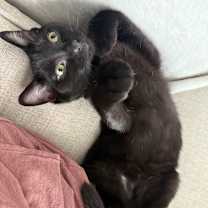 Thumbnail photo of Ratchet #2