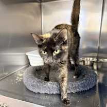 Thumbnail photo of Diva #1