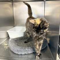 Thumbnail photo of Diva #3