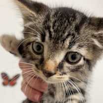 Thumbnail photo of Wilde #2