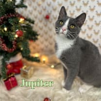 Thumbnail photo of Jupiter #1