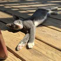 Thumbnail photo of Jupiter #4