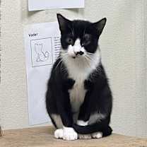 Thumbnail photo of Smudge #1